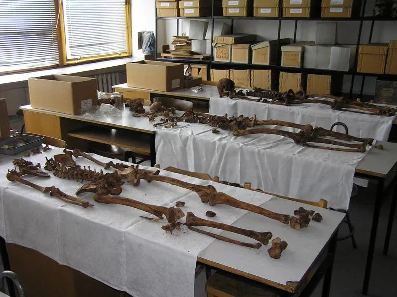 Biologia sądowa: czy warto wybrać ten kierunek? Perspektywy, zarobki i wyzwania, które warto poznać