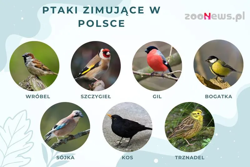 Migracja ptaków