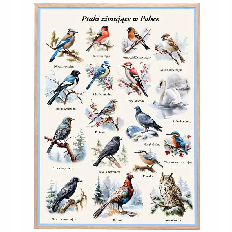 Ptaki odlatujące na zimę